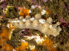 Dendronotus