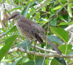 Mimus gundlachii