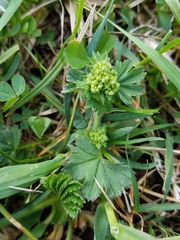 Alchemilla conglobata