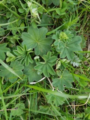 Alchemilla conglobata