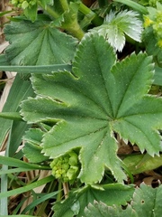 Alchemilla conglobata
