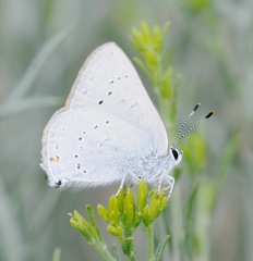 Satyrium sylvinus