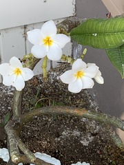 Plumeria