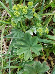 Alchemilla conglobata