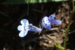 Lobelia flaccida
