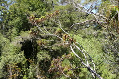 Dracophyllum elegantissimum