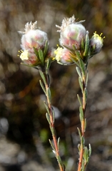 Leucadendron sericeum