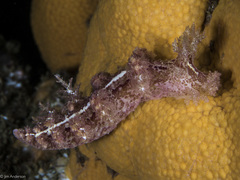 Dendronotus lacteus image