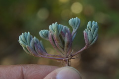 Sedum hispanicum