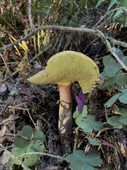 Xerocomellus mendocinensis