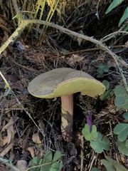 Xerocomellus mendocinensis