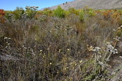 Leucadendron sericeum