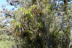 Dracophyllum elegantissimum