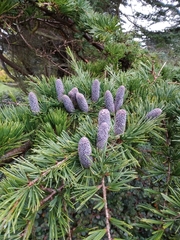 Cedrus deodara
