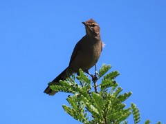 Cercotrichas coryphoeus coryphoeus