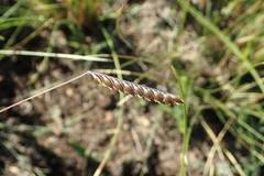 Microchloa altera
