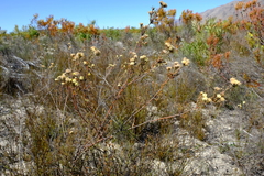 Leucadendron sericeum