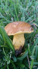 Boletus luridellus