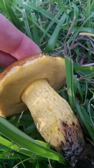 Boletus luridellus