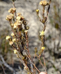 Leucadendron sericeum