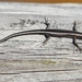 Fence Skink - Photo (c) Tan Kok Hui, some rights reserved (CC BY-NC), uploaded by Tan Kok Hui