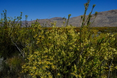 Leucadendron chamelaea