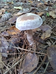 Cortinarius hemitrichus