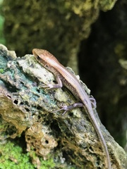 Eutropis multifasciata