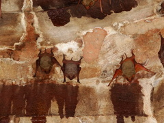 Taphozous nudiventris