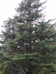 Cedrus deodara