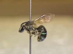 Nomia iridescens