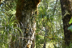 Dracophyllum elegantissimum