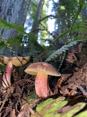 Xerocomellus zelleri