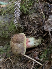 Xerocomellus zelleri