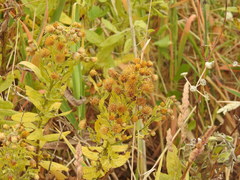 Dittrichia viscosa viscosa