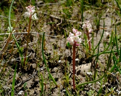 Lachenalia zeyheri