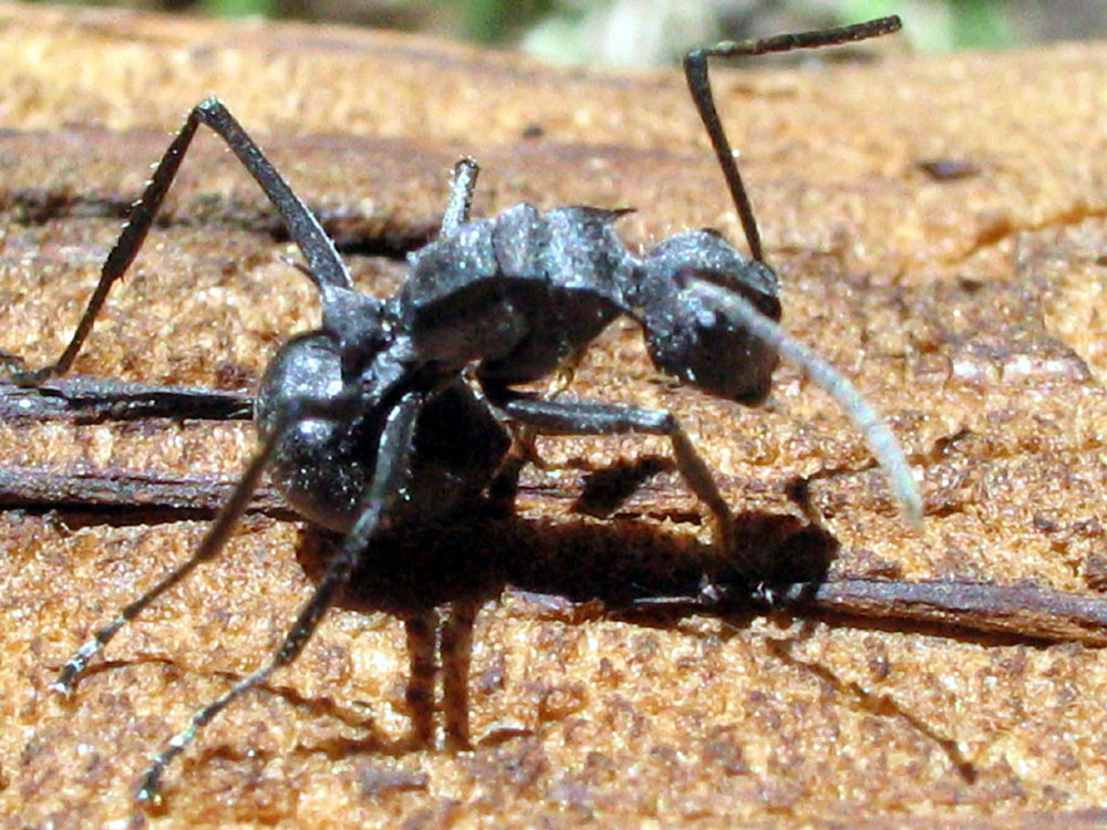 Polyrhachis militaris