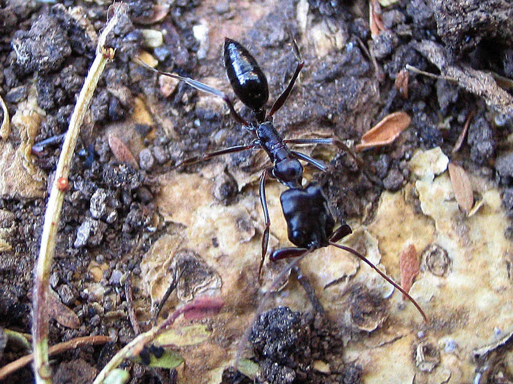 Odontomachus assiniensis