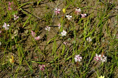 Lachenalia zeyheri