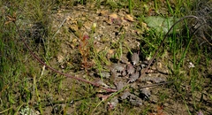 Haplocarpha parvifolia