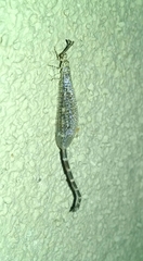 Clathroneuria schwarzi