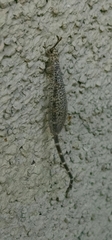 Clathroneuria schwarzi