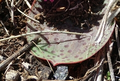 Ledebouria mokobulanensis