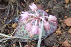 Ledebouria mokobulanensis