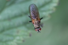 Hydrophoria lancifer