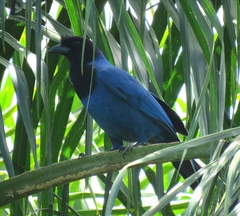 Cyanocorax caeruleus