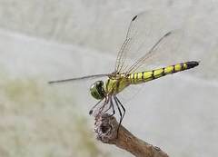 Libellulidae