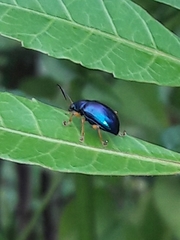 Nodocolaspis costipennis
