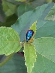 Nodocolaspis costipennis