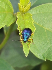 Nodocolaspis costipennis